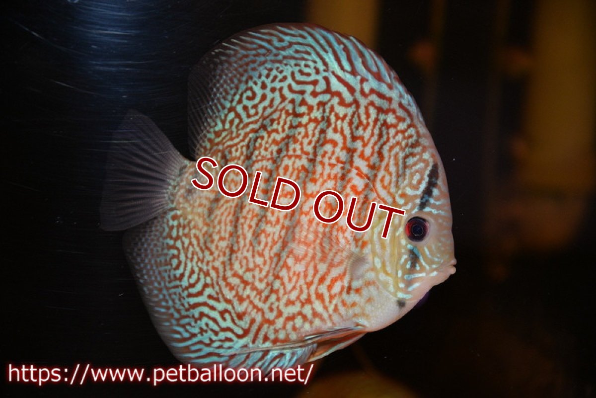 画像4: 【ディスカス】【通販】レッドロイヤルサクラ【個体販売】14-15cm（生体）マレーシア　KLディスカスファーム (4)