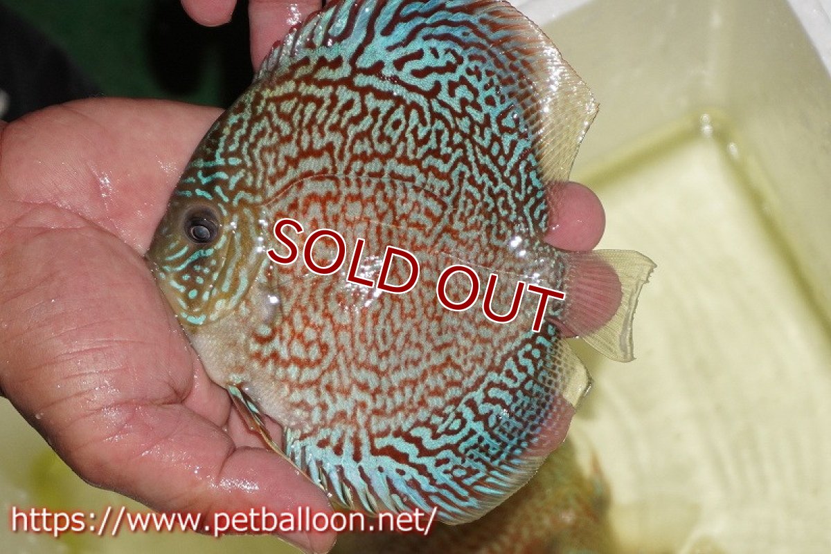 画像5: 【ディスカス】【通販】レッドロイヤルサクラ【個体販売】14-15cm（生体）マレーシア　KLディスカスファーム (5)