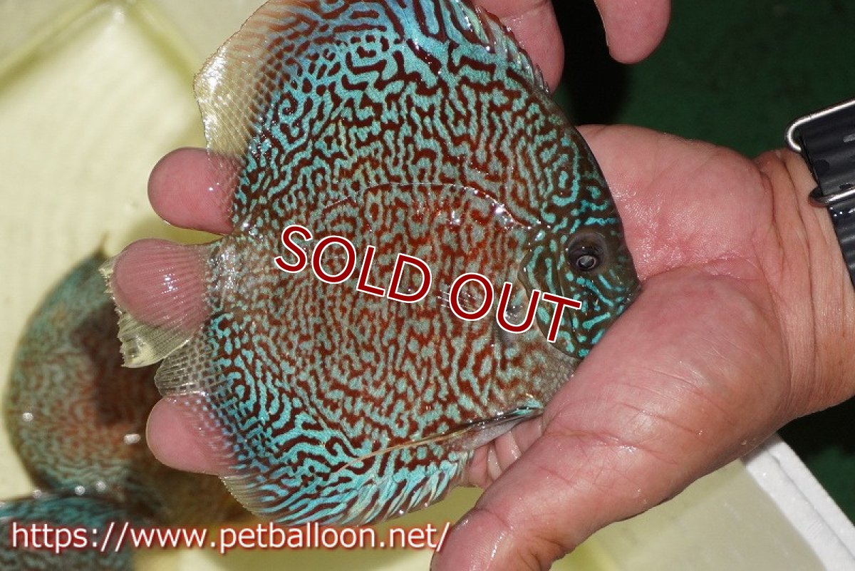 画像6: 【ディスカス】【通販】レッドロイヤルサクラ【個体販売】14-15cm（生体）マレーシア　KLディスカスファーム (6)