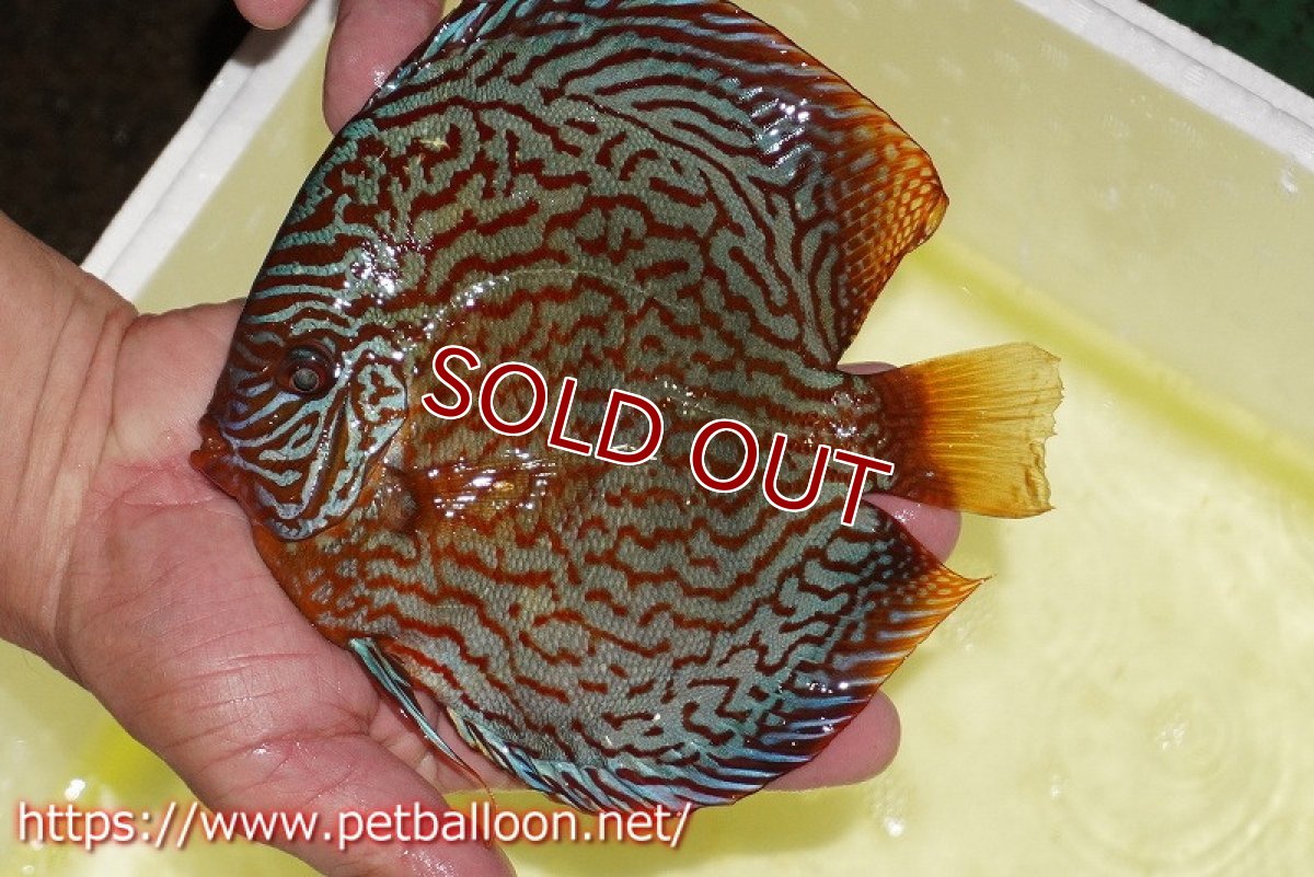 画像2: 【ディスカス】【通販】メイズレッドターコイズ（ハイフォーム）【個体販売】16-17cm（生体）マレーシア　NAディスカスファーム (2)