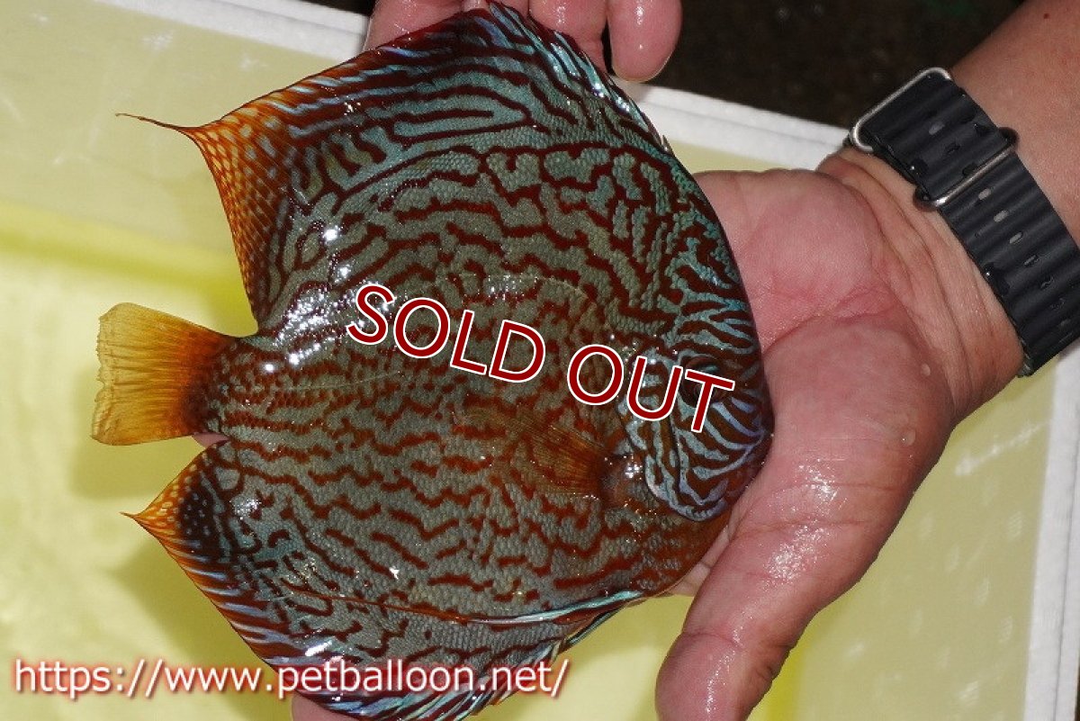 画像3: 【ディスカス】【通販】メイズレッドターコイズ（ハイフォーム）【個体販売】16-17cm（生体）マレーシア　NAディスカスファーム (3)