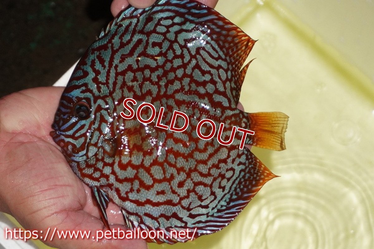 画像3: 【ディスカス】【通販】メイズレッドターコイズ（ハイフォーム）【個体販売】16-17cm（生体）マレーシア　NAディスカスファーム (3)