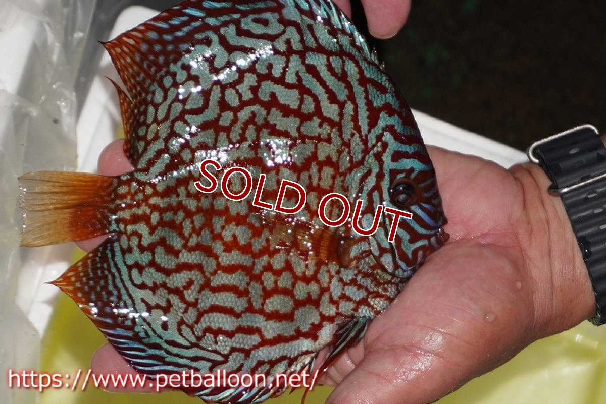 画像4: 【ディスカス】【通販】メイズレッドターコイズ（ハイフォーム）【個体販売】16-17cm（生体）マレーシア　NAディスカスファーム (4)