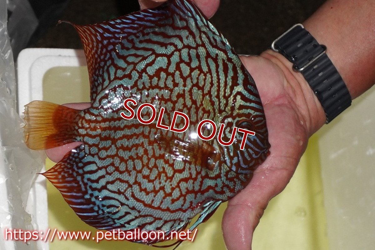 画像3: 【ディスカス】【通販】メイズレッドターコイズ（ハイフォーム）【個体販売】16-17cm（生体）マレーシア　NAディスカスファーム (3)