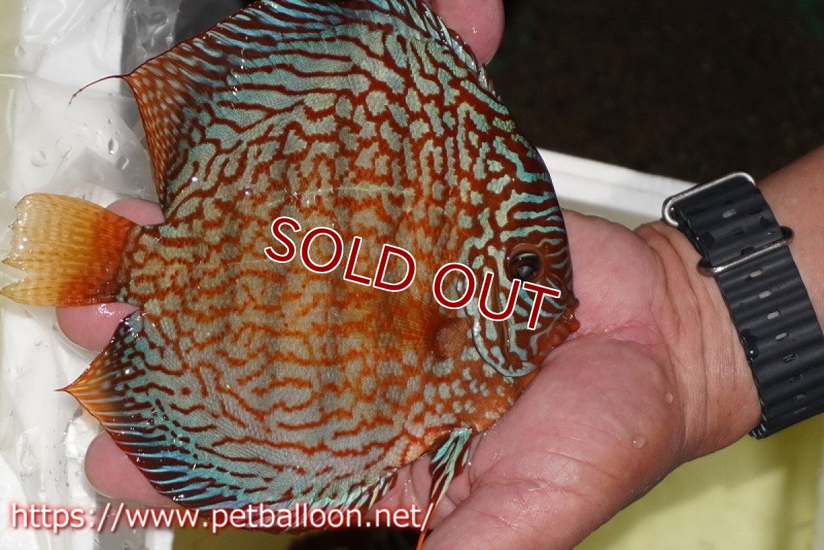 画像2: 【ディスカス】【通販】メイズレッドターコイズ（ハイフォーム）【個体販売】16-17cm（生体）マレーシア　NAディスカスファーム (2)