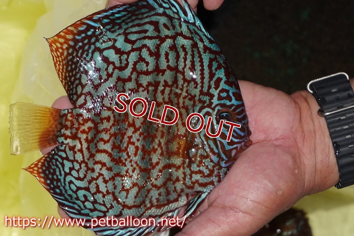 画像3: 【ディスカス】【通販】メイズレッドターコイズ（ハイフォーム）【個体販売】16-17cm（生体）マレーシア　NAディスカスファーム (3)