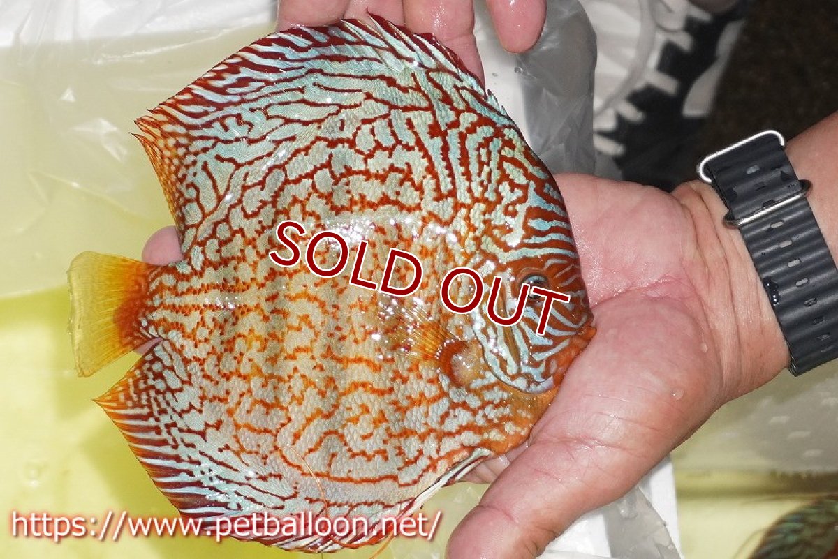 画像2: 【ディスカス】【通販】メイズレッドターコイズ（ハイフォーム）【個体販売】16-17cm（生体）マレーシア　NAディスカスファーム (2)