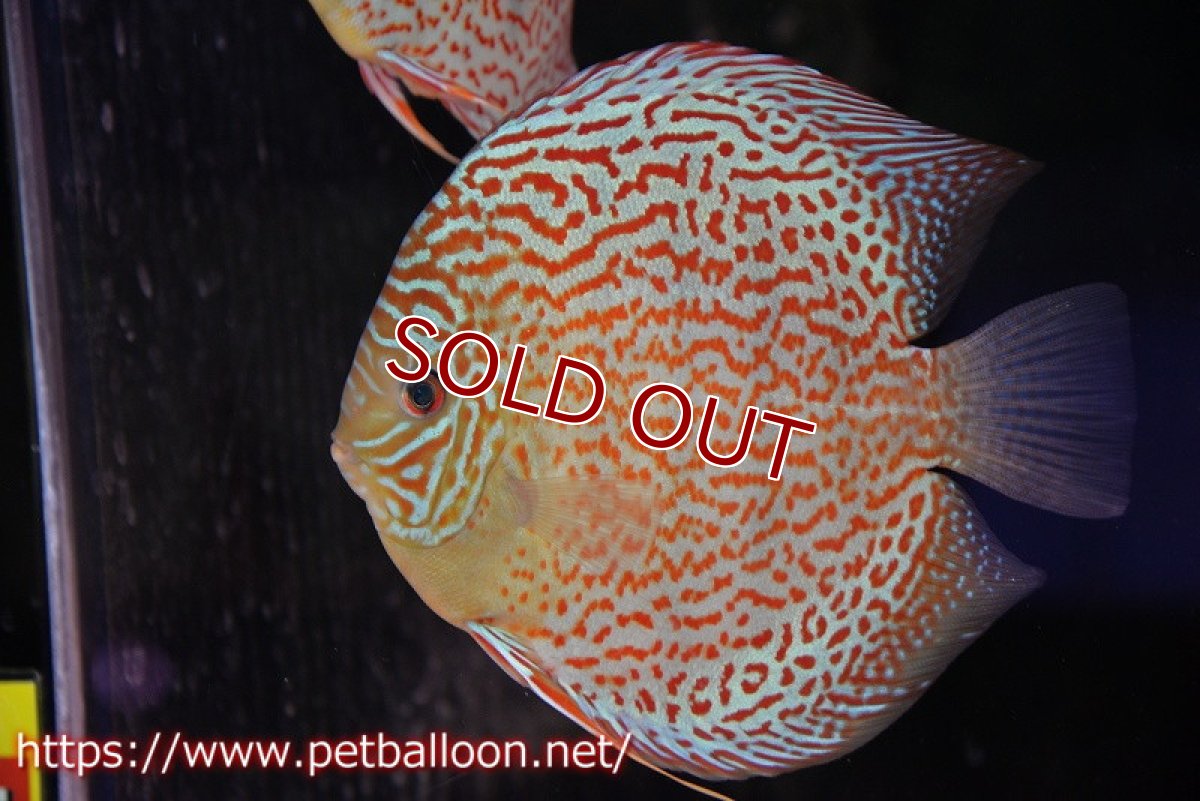 画像2: 【ディスカス】【通販】【体着経験あり】サクラメイズレオパード【個体ペア販売】14-15cm（生体）マレーシア　KLディスカスファーム (2)