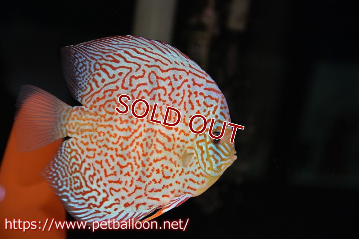 画像3: 【ディスカス】【通販】【体着経験あり】サクラメイズレオパード【個体ペア販売】14-15cm（生体）マレーシア　KLディスカスファーム (3)