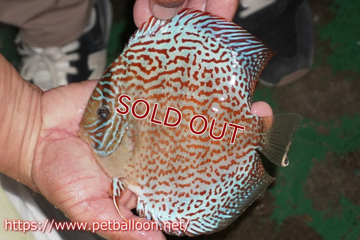 画像4: 【ディスカス】【通販】【体着経験あり】サクラメイズレオパード【個体ペア販売】14-15cm（生体）マレーシア　KLディスカスファーム (4)