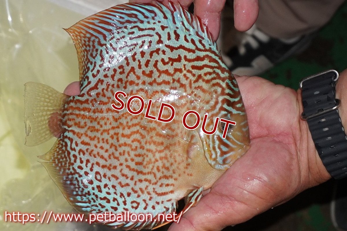 画像5: 【ディスカス】【通販】【体着経験あり】サクラメイズレオパード【個体ペア販売】14-15cm（生体）マレーシア　KLディスカスファーム (5)