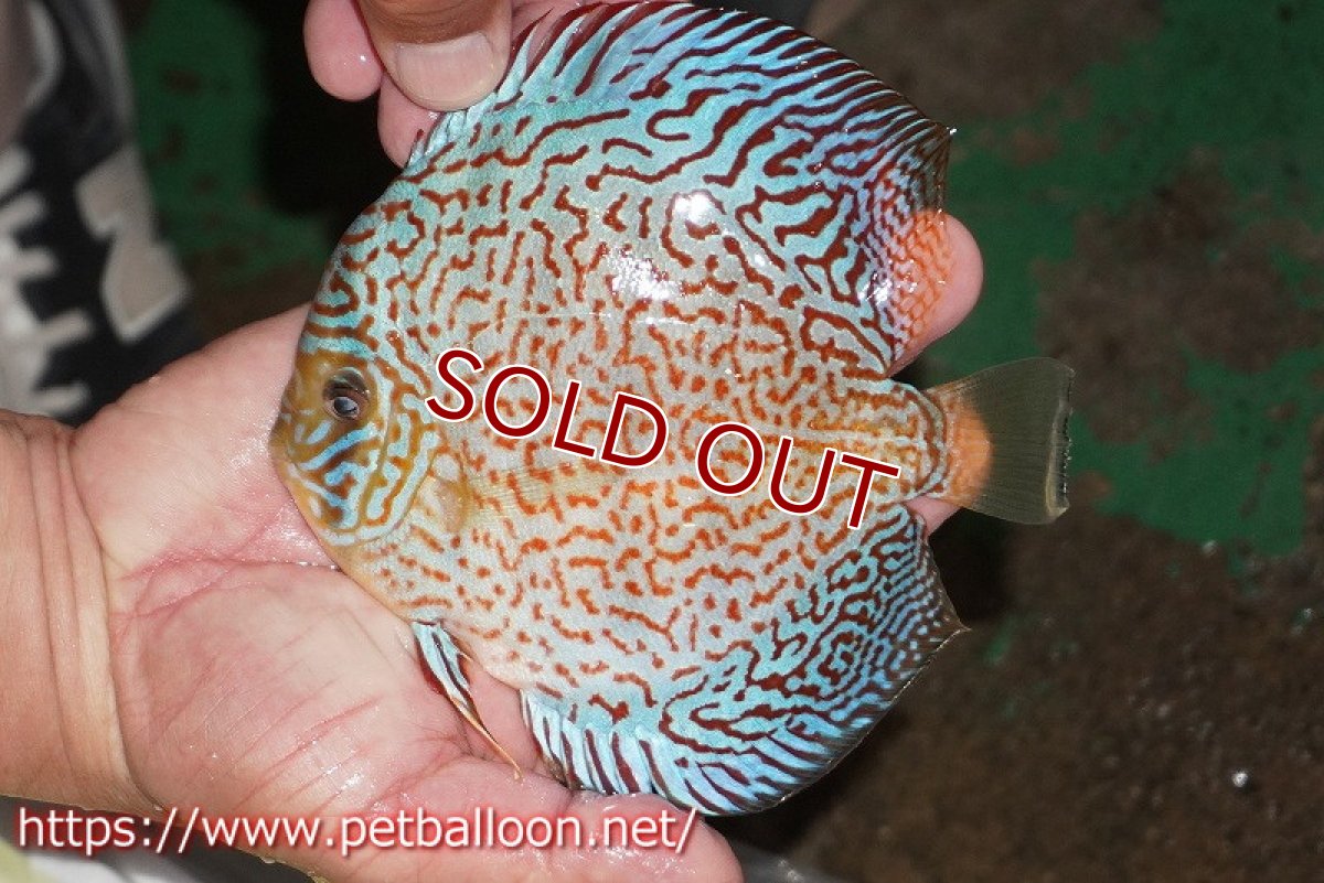 画像6: 【ディスカス】【通販】【体着経験あり】サクラメイズレオパード【個体ペア販売】14-15cm（生体）マレーシア　KLディスカスファーム (6)