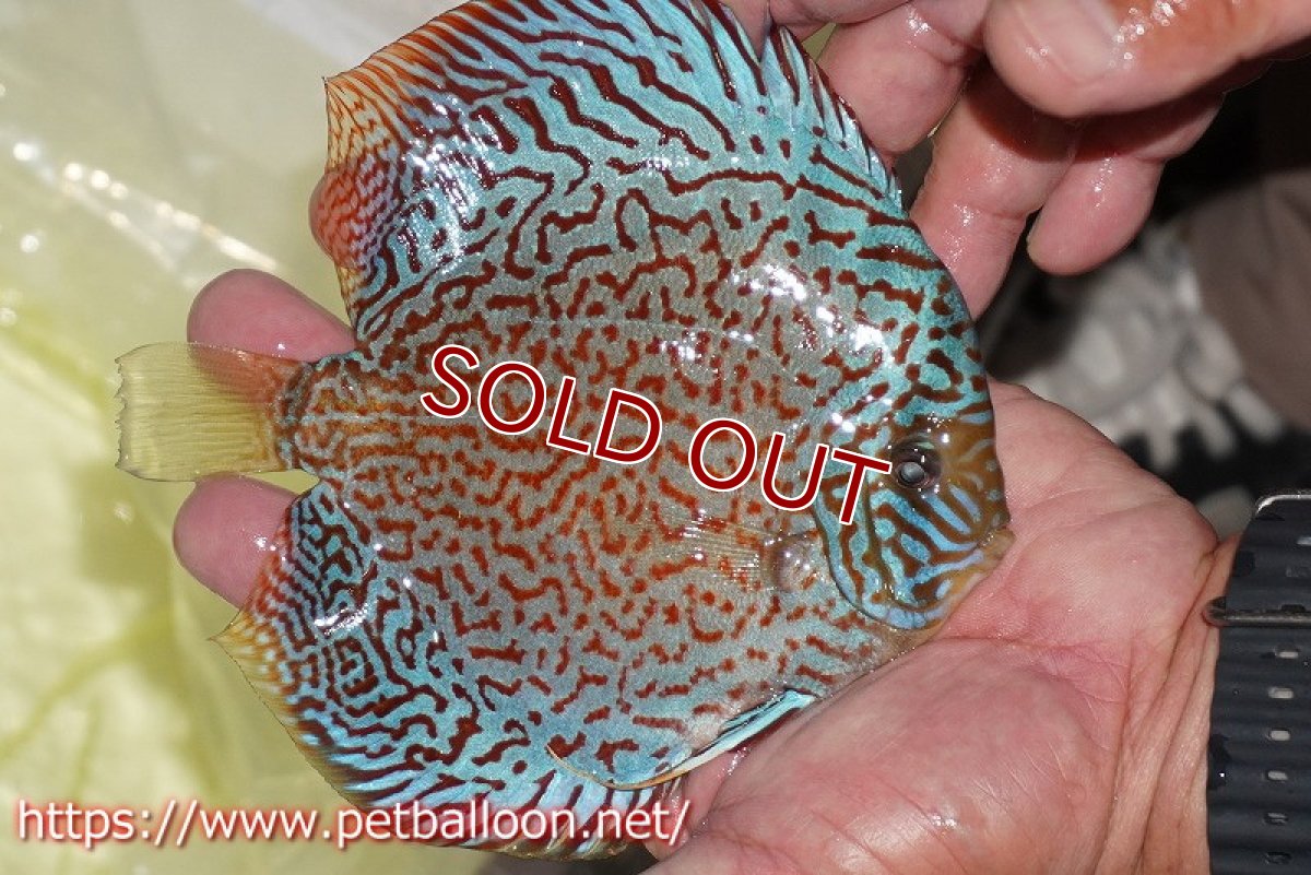 画像7: 【ディスカス】【通販】【体着経験あり】サクラメイズレオパード【個体ペア販売】14-15cm（生体）マレーシア　KLディスカスファーム (7)