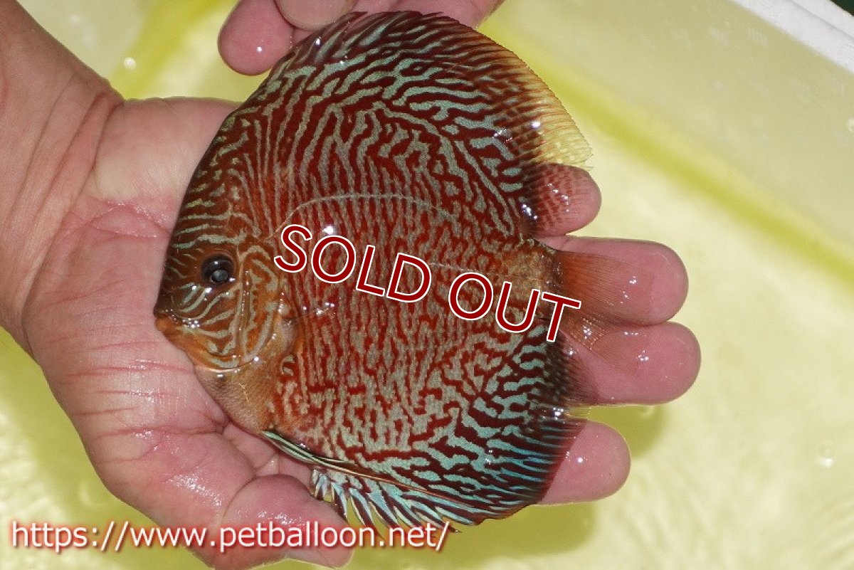 画像2: 【ディスカス】【通販】インディアナタイガー（ハイフォーム）【個体販売】12-13cm（生体）マレーシア　NAディスカスファーム (2)