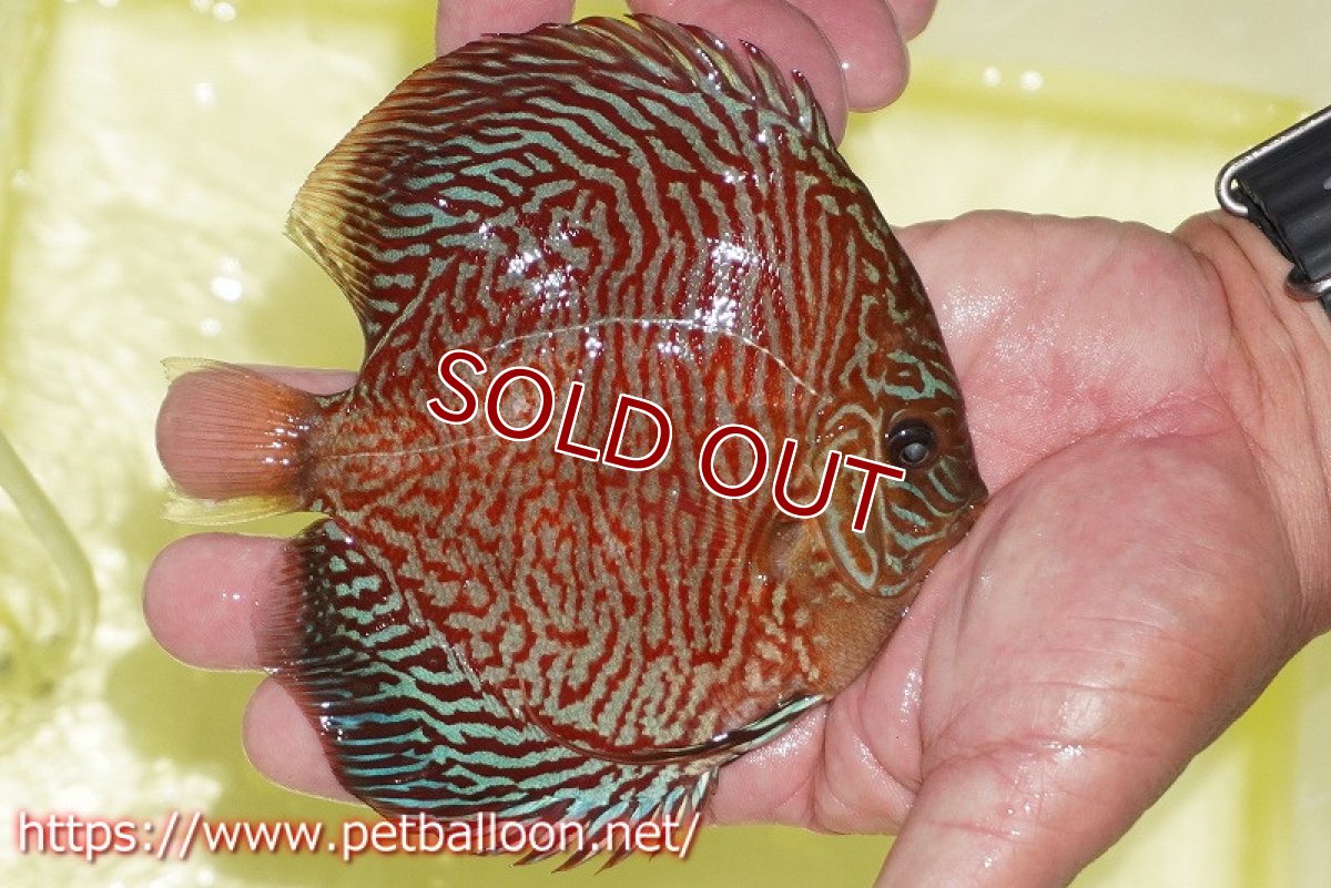 画像3: 【ディスカス】【通販】インディアナタイガー（ハイフォーム）【個体販売】12-13cm（生体）マレーシア　NAディスカスファーム (3)