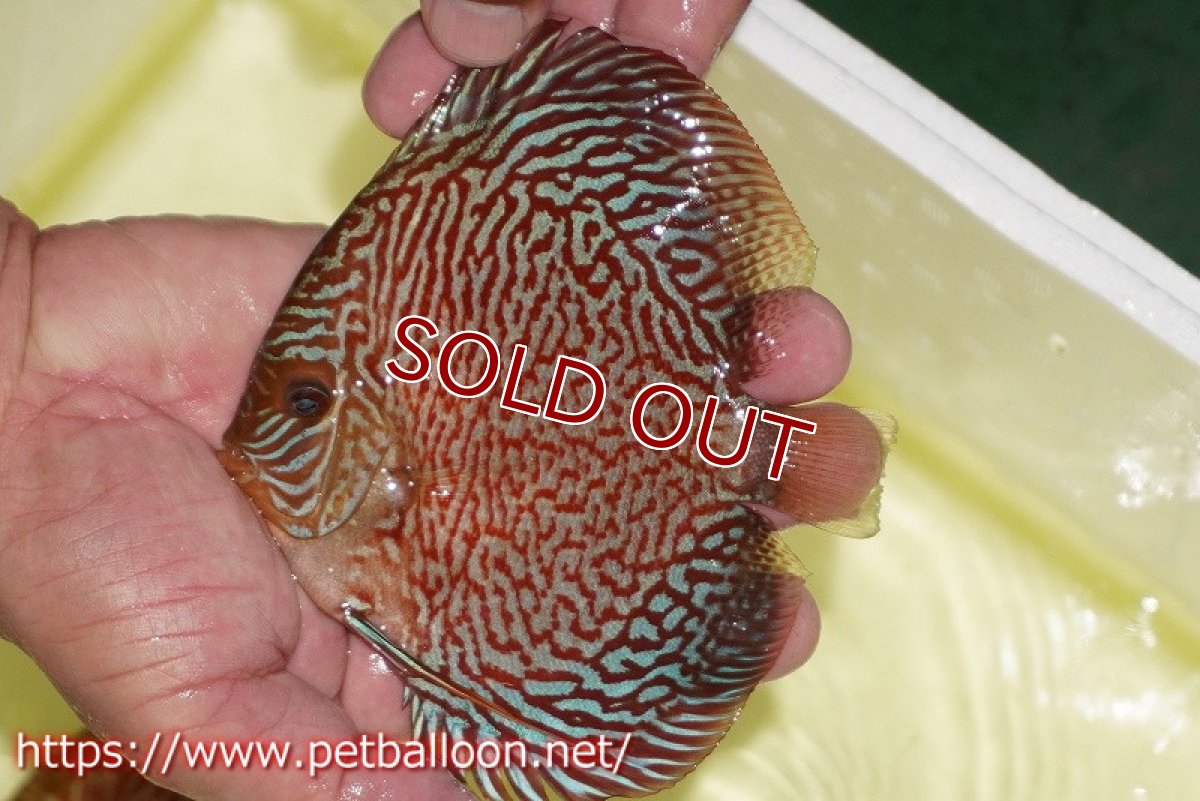 画像2: 【ディスカス】【通販】インディアナタイガー（ハイフォーム）【個体販売】12-13cm（生体）マレーシア　NAディスカスファーム (2)