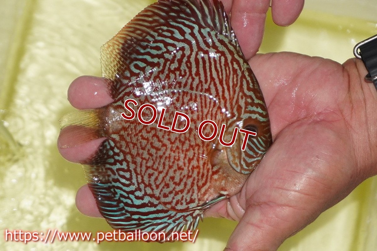 画像3: 【ディスカス】【通販】インディアナタイガー（ハイフォーム）【個体販売】12-13cm（生体）マレーシア　NAディスカスファーム (3)