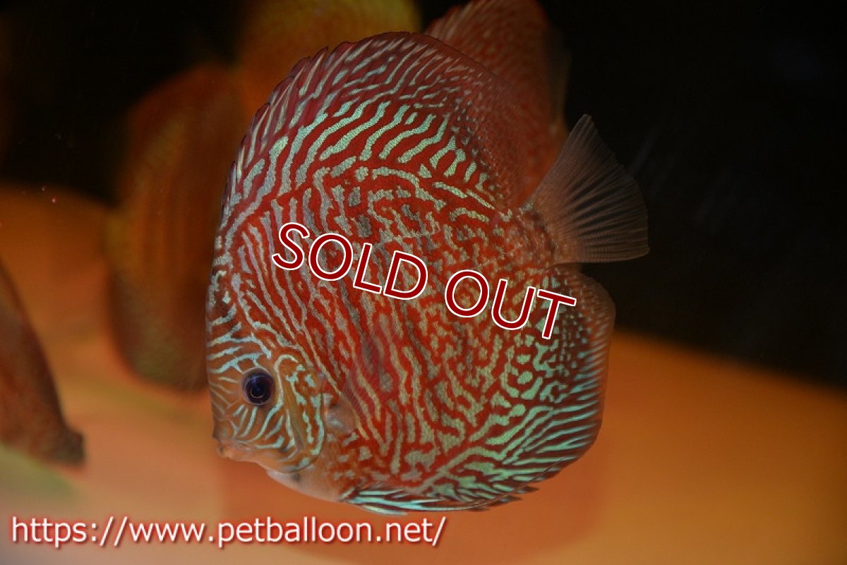 画像2: 【ディスカス】【通販】インディアナタイガー（ハイフォーム）【個体販売】12-13cm（生体）マレーシア　NAディスカスファーム (2)