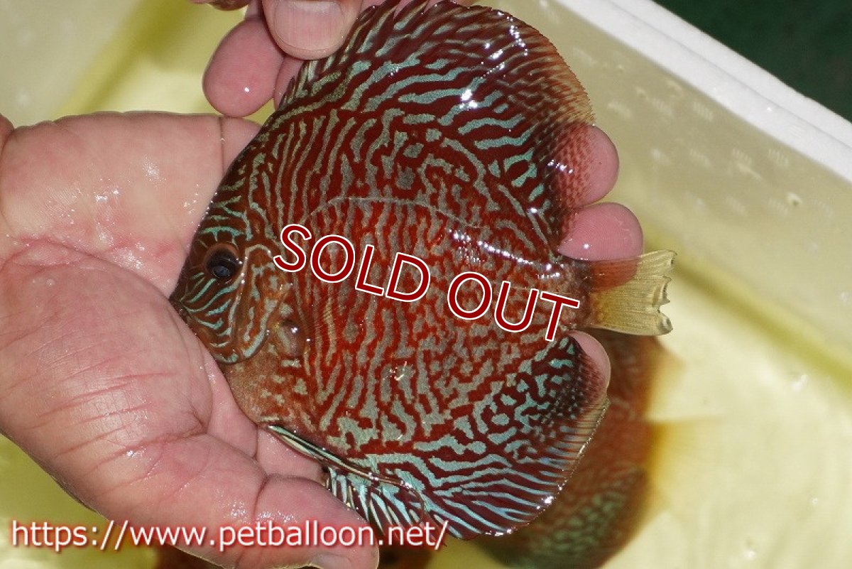 画像3: 【ディスカス】【通販】インディアナタイガー（ハイフォーム）【個体販売】12-13cm（生体）マレーシア　NAディスカスファーム (3)