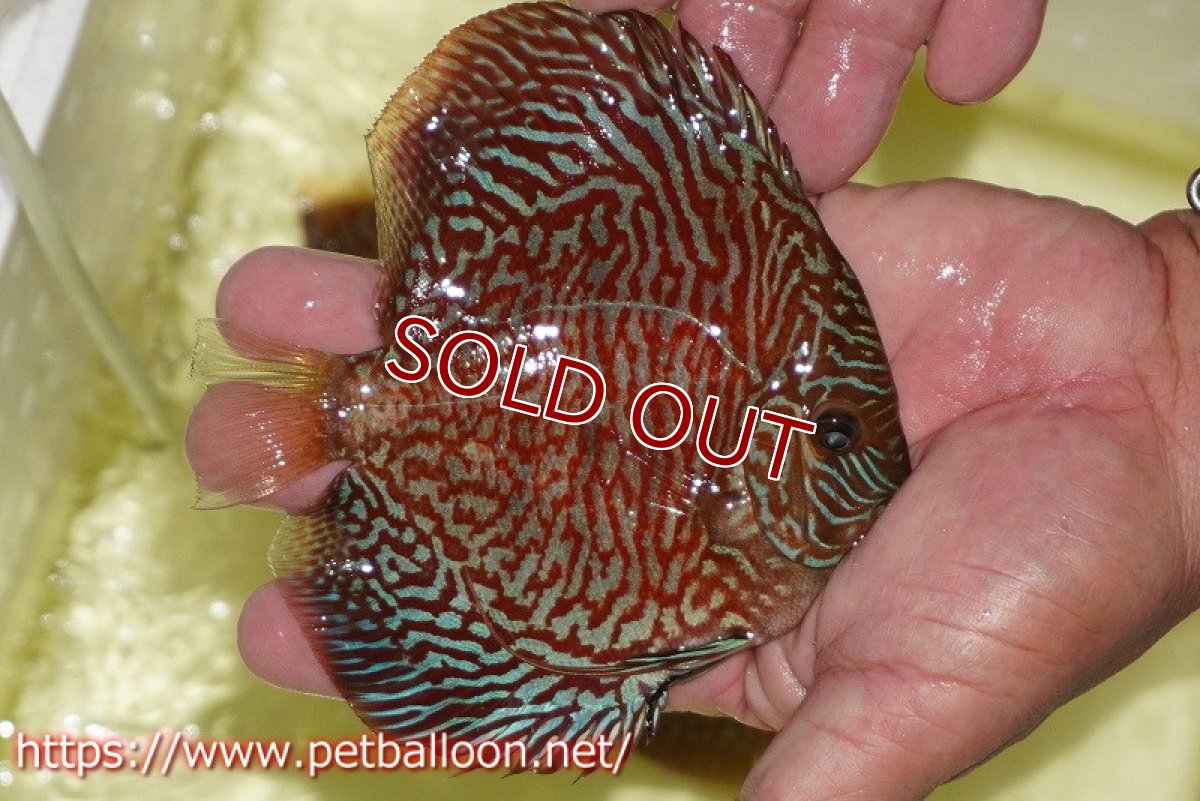 画像4: 【ディスカス】【通販】インディアナタイガー（ハイフォーム）【個体販売】12-13cm（生体）マレーシア　NAディスカスファーム (4)