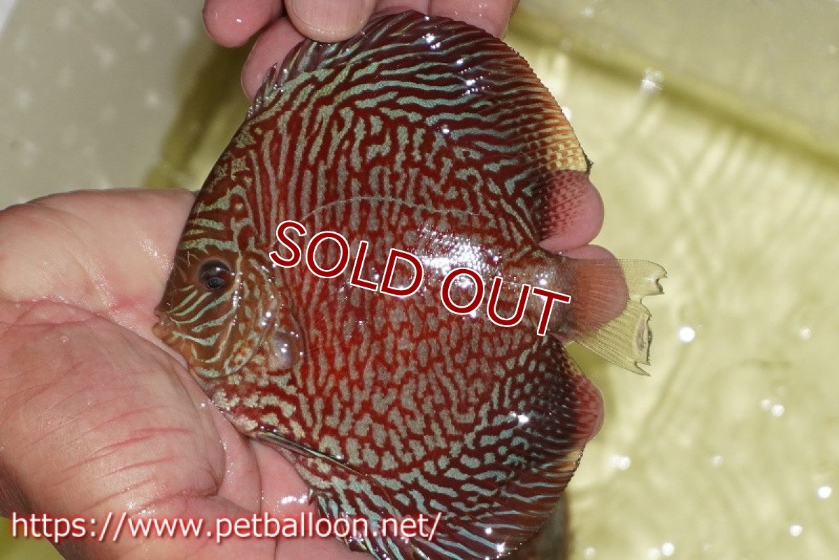画像2: 【ディスカス】【通販】インディアナタイガー（ハイフォーム）【個体販売】12-13cm（生体）マレーシア　NAディスカスファーム (2)