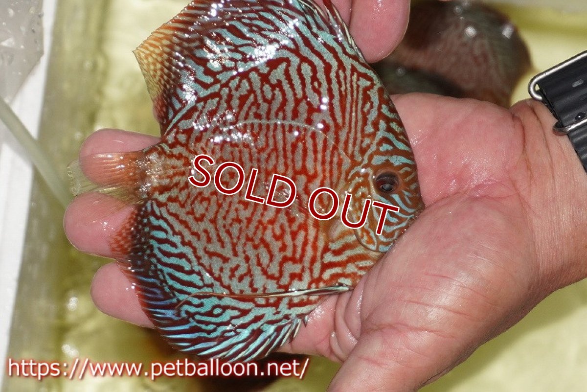 画像2: 【ディスカス】【通販】インディアナタイガー（ハイフォーム）【個体販売】12-13cm（生体）マレーシア　NAディスカスファーム (2)