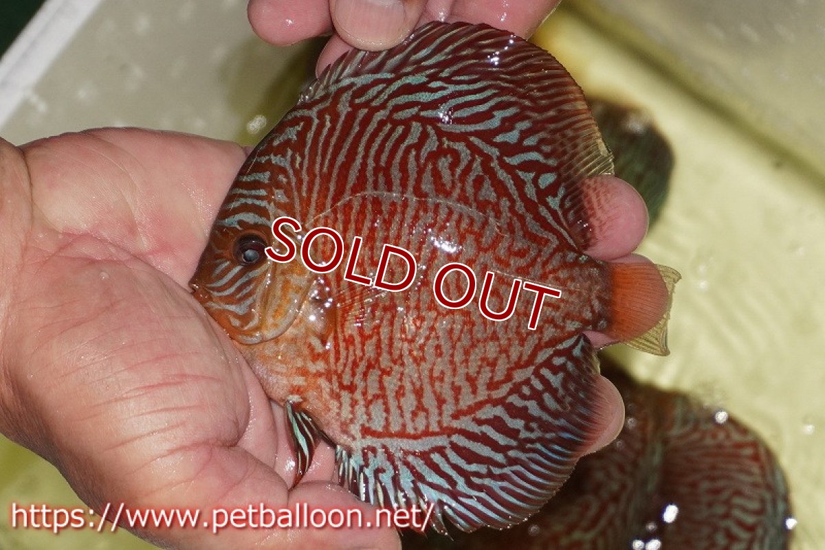 画像2: 【ディスカス】【通販】インディアナタイガー（ハイフォーム）【個体販売】12-13cm（生体）マレーシア　NAディスカスファーム (2)