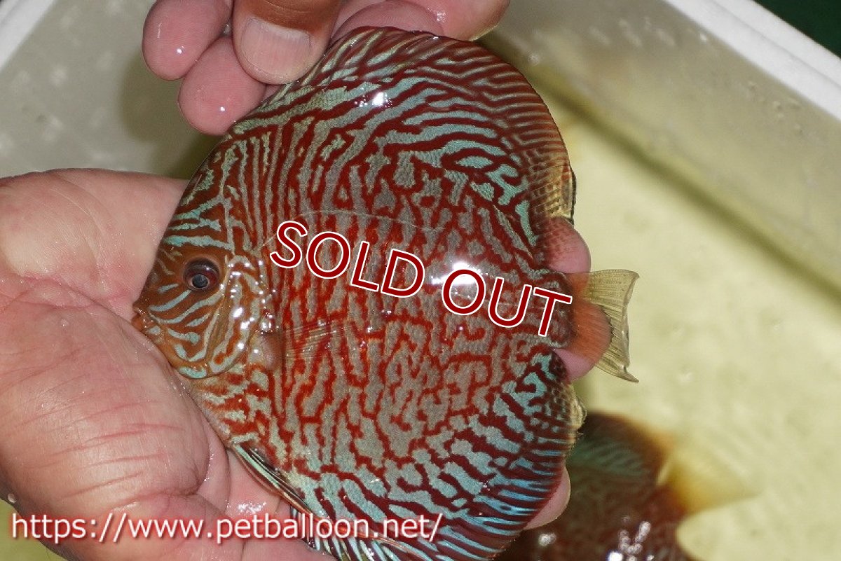 画像2: 【ディスカス】【通販】インディアナタイガー（ハイフォーム）【個体販売】12-13cm（生体）マレーシア　NAディスカスファーム (2)