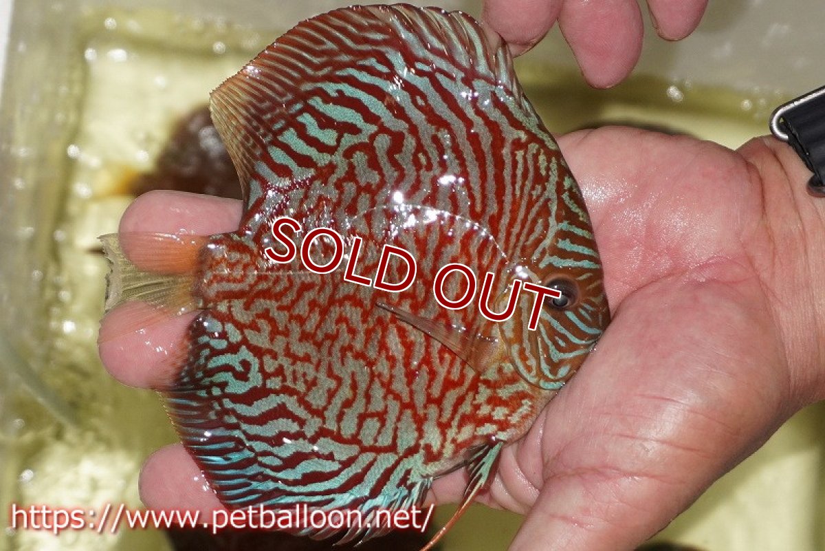 画像3: 【ディスカス】【通販】インディアナタイガー（ハイフォーム）【個体販売】12-13cm（生体）マレーシア　NAディスカスファーム (3)