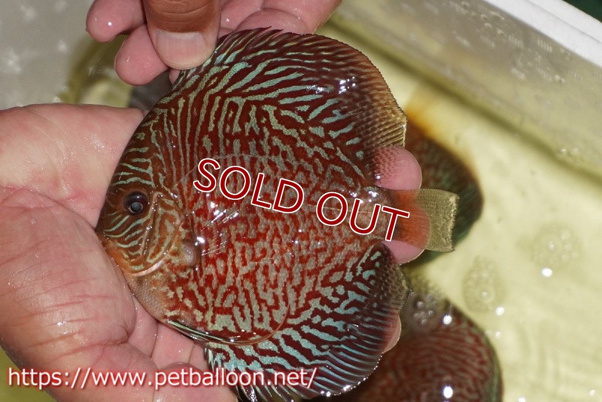 画像2: 【ディスカス】【通販】インディアナタイガー（ハイフォーム）【個体販売】12-13cm（生体）マレーシア　NAディスカスファーム (2)