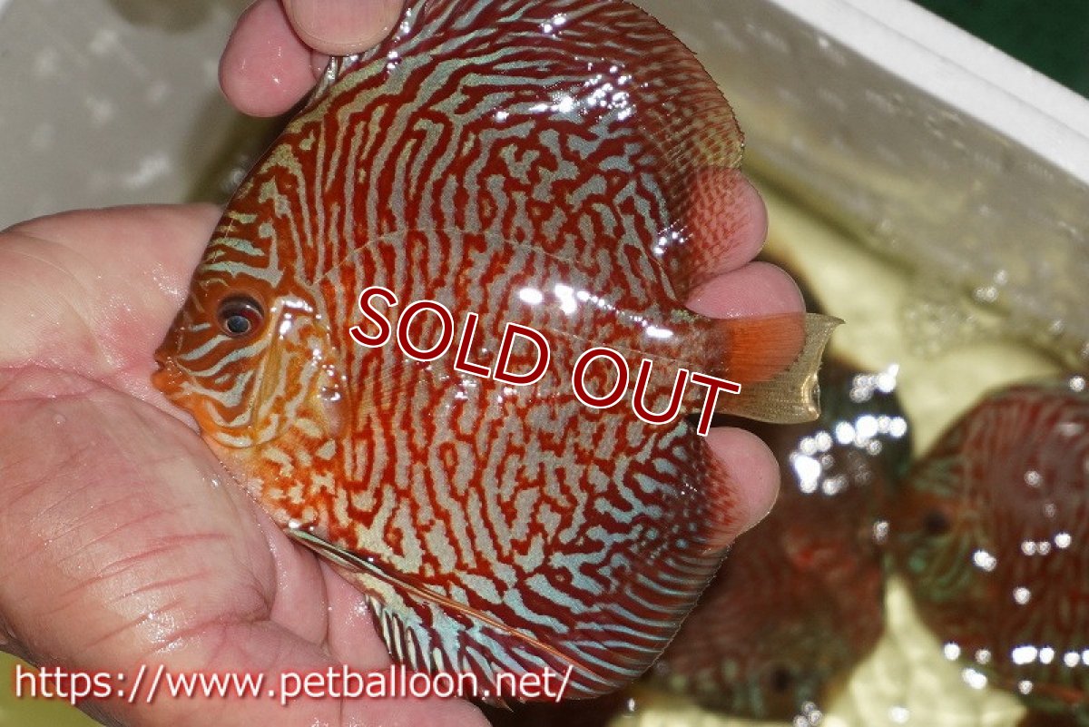 画像2: 【ディスカス】【通販】インディアナタイガー（ハイフォーム）【個体販売】12-13cm（生体）マレーシア　NAディスカスファーム (2)