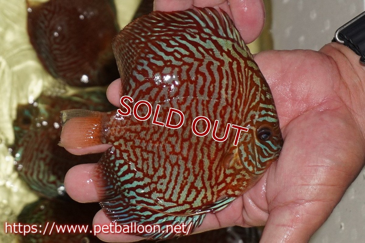 画像3: 【ディスカス】【通販】インディアナタイガー（ハイフォーム）【個体販売】12-13cm（生体）マレーシア　NAディスカスファーム (3)