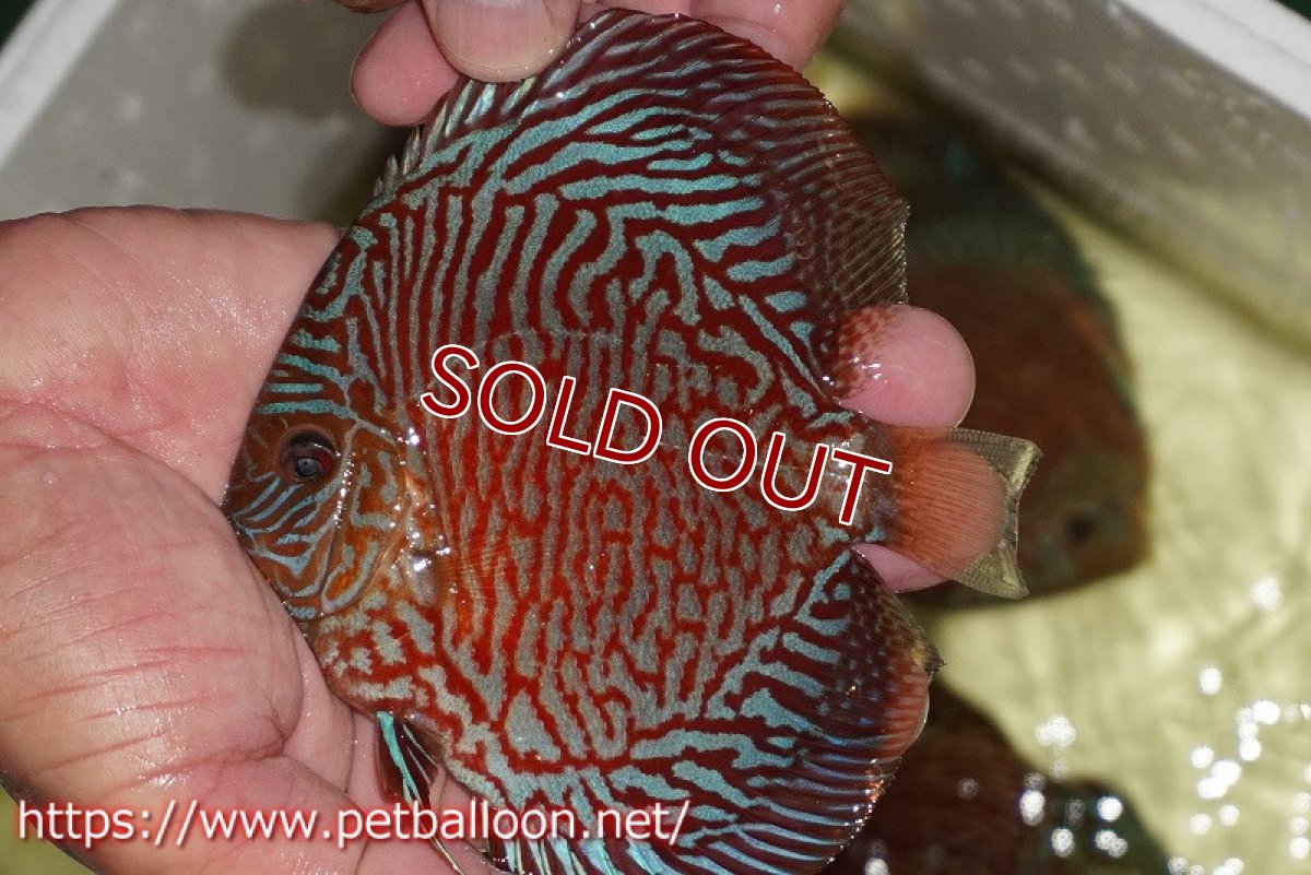 画像2: 【ディスカス】【通販】インディアナタイガー（ハイフォーム）【個体販売】12-13cm（生体）マレーシア　NAディスカスファーム (2)
