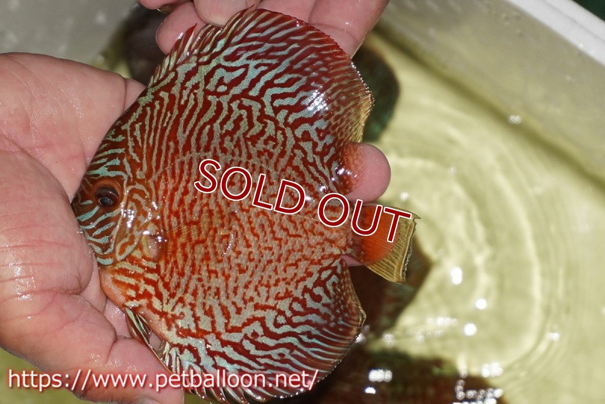 画像2: 【ディスカス】【通販】インディアナタイガー（ハイフォーム）【個体販売】12-13cm（生体）マレーシア　NAディスカスファーム (2)