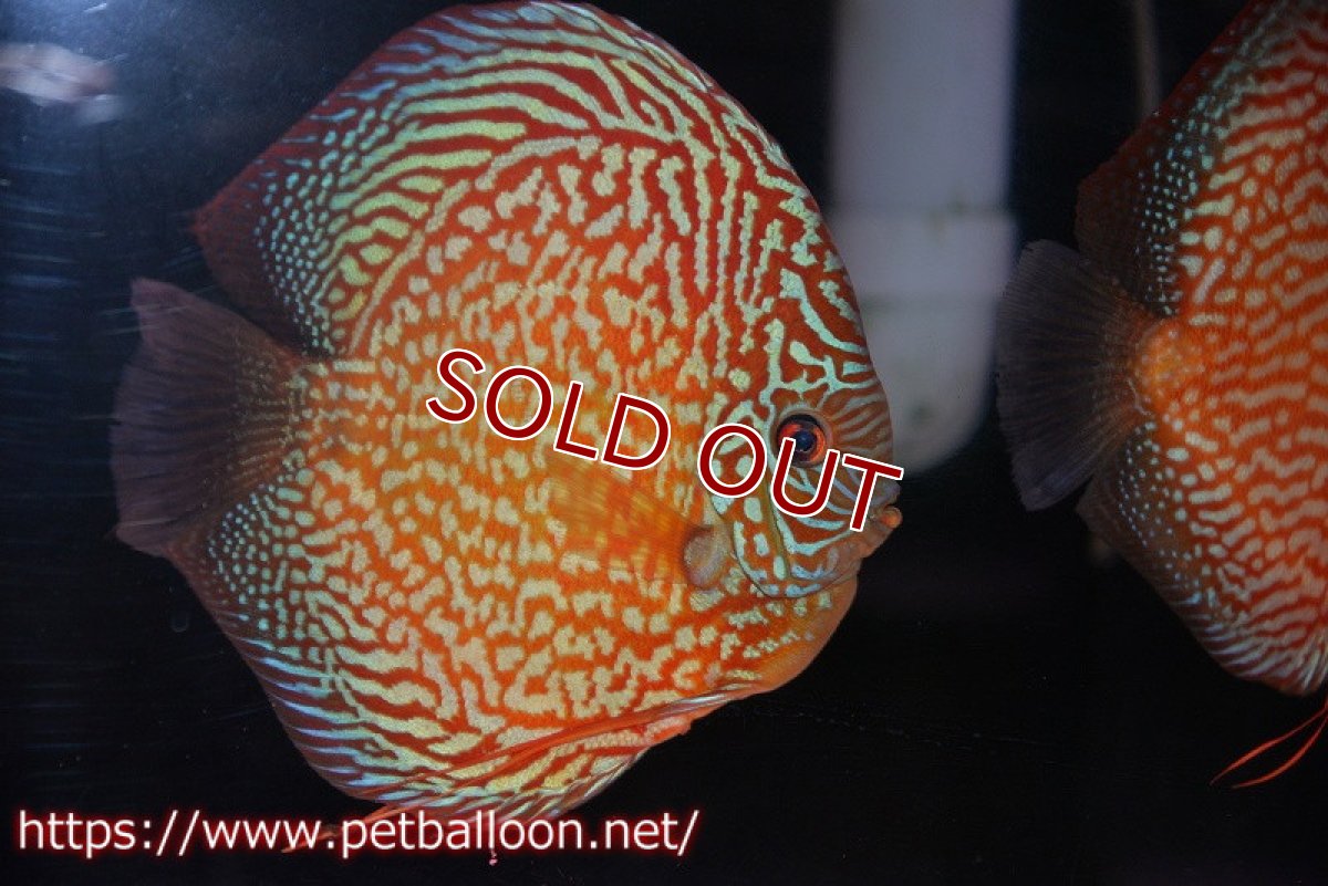 画像2: 【ディスカス】【通販】【産卵経験あり】クリムゾンレッドギャラクシー スーパーハイフォーム（コンテストグレード）【個体ペア販売】17-18cm（生体）マレーシア　NAディスカスファーム (2)