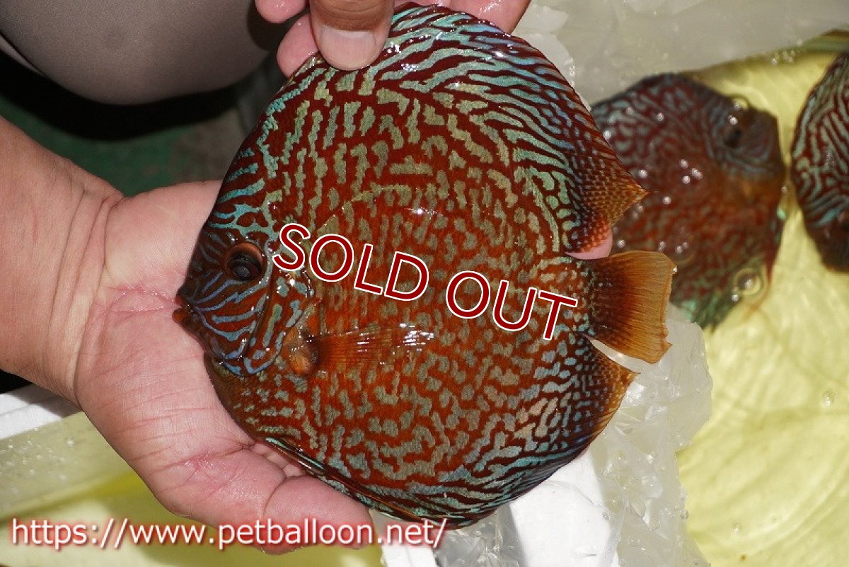 画像3: 【ディスカス】【通販】【産卵経験あり】クリムゾンレッドギャラクシー スーパーハイフォーム（コンテストグレード）【個体ペア販売】17-18cm（生体）マレーシア　NAディスカスファーム (3)