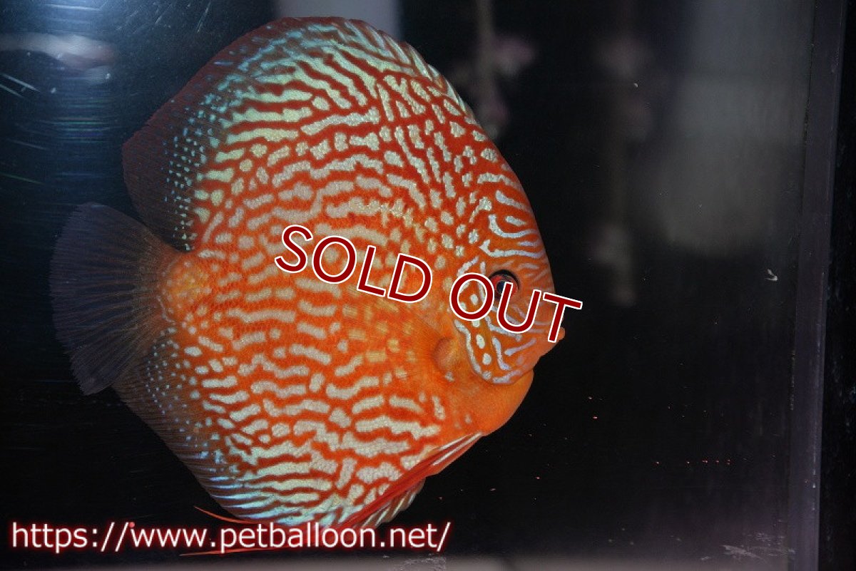 画像5: 【ディスカス】【通販】【産卵経験あり】クリムゾンレッドギャラクシー スーパーハイフォーム（コンテストグレード）【個体ペア販売】17-18cm（生体）マレーシア　NAディスカスファーム (5)