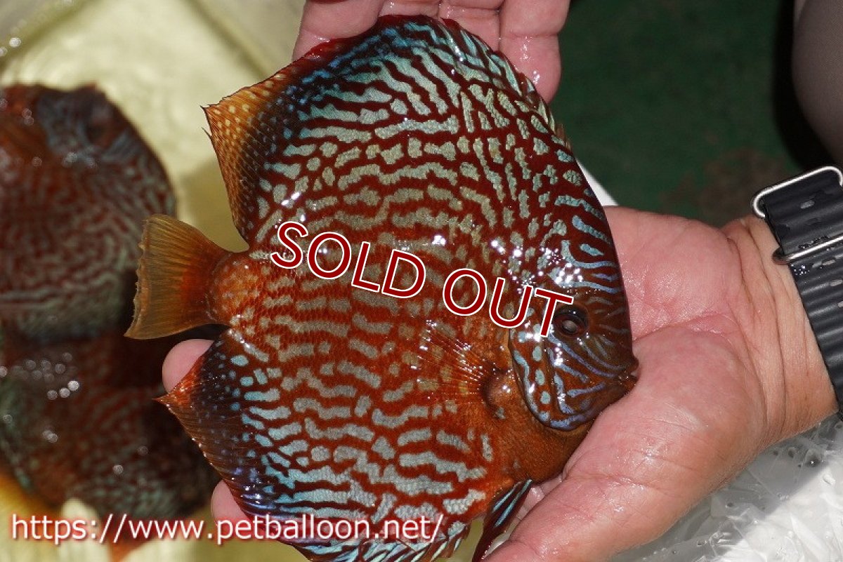 画像7: 【ディスカス】【通販】【産卵経験あり】クリムゾンレッドギャラクシー スーパーハイフォーム（コンテストグレード）【個体ペア販売】17-18cm（生体）マレーシア　NAディスカスファーム (7)