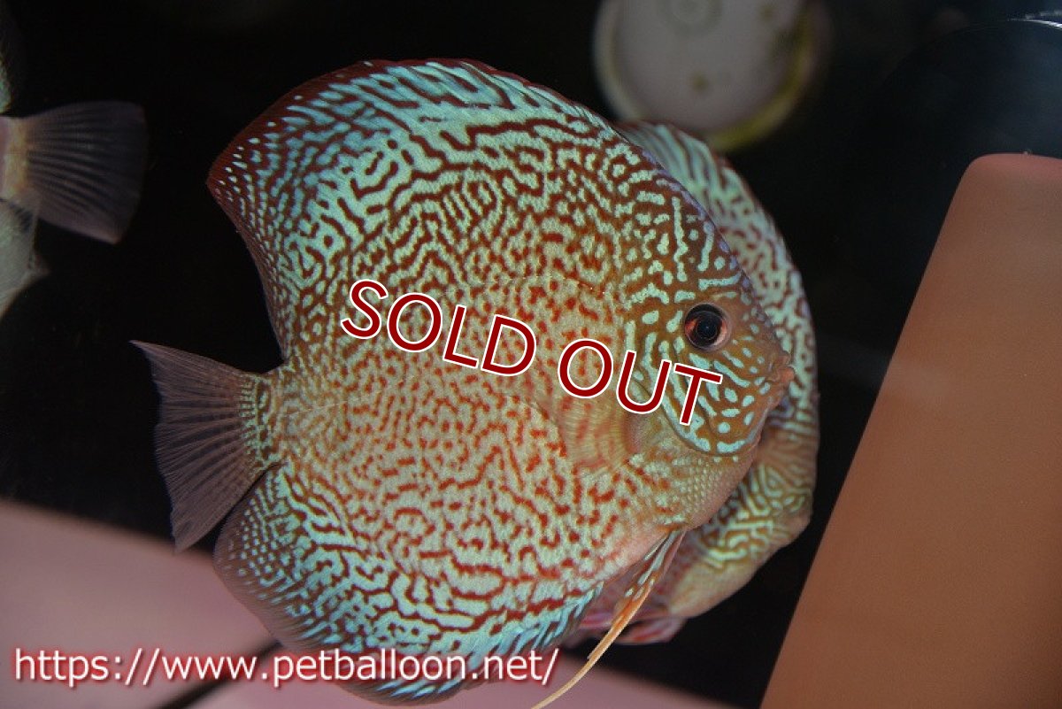 画像2: 【ディスカス】【通販】【産卵経験あり】レッドロイヤルサクラ【個体ペア販売】14-15cm（生体）マレーシア　KLディスカスファーム (2)