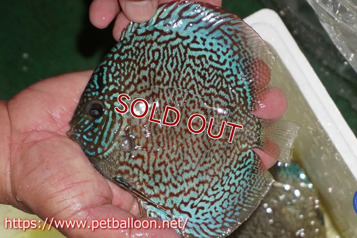 画像3: 【ディスカス】【通販】【産卵経験あり】レッドロイヤルサクラ【個体ペア販売】14-15cm（生体）マレーシア　KLディスカスファーム (3)