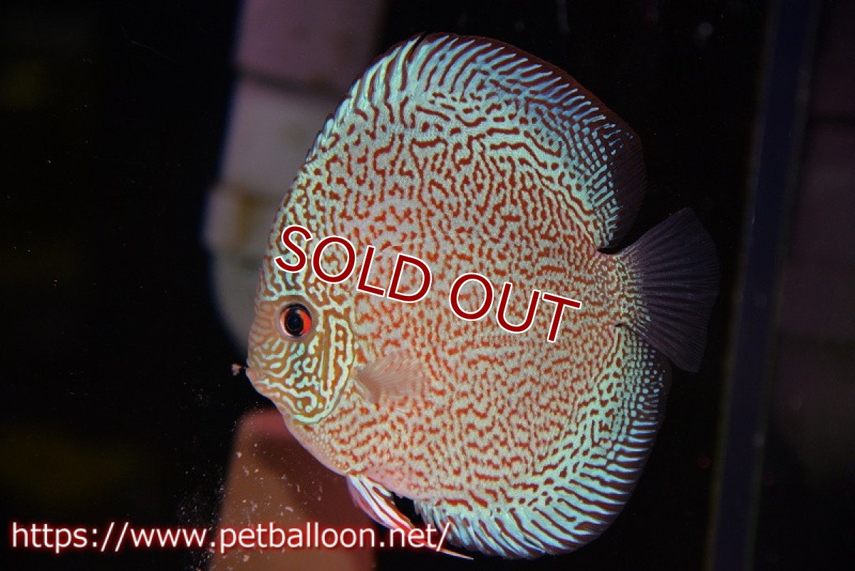 画像5: 【ディスカス】【通販】【産卵経験あり】レッドロイヤルサクラ【個体ペア販売】14-15cm（生体）マレーシア　KLディスカスファーム (5)