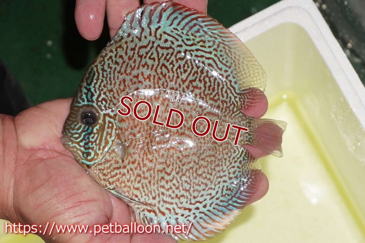 画像6: 【ディスカス】【通販】【産卵経験あり】レッドロイヤルサクラ【個体ペア販売】14-15cm（生体）マレーシア　KLディスカスファーム (6)