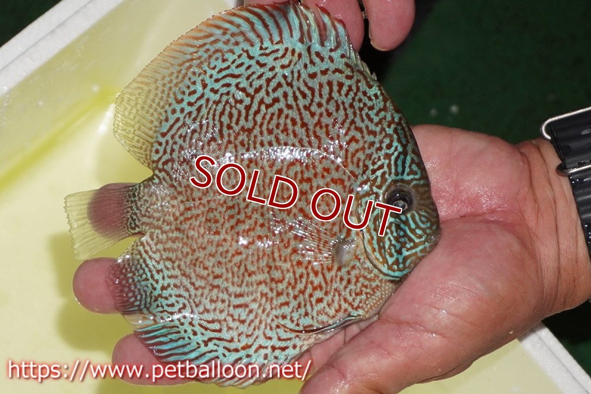 画像7: 【ディスカス】【通販】【産卵経験あり】レッドロイヤルサクラ【個体ペア販売】14-15cm（生体）マレーシア　KLディスカスファーム (7)