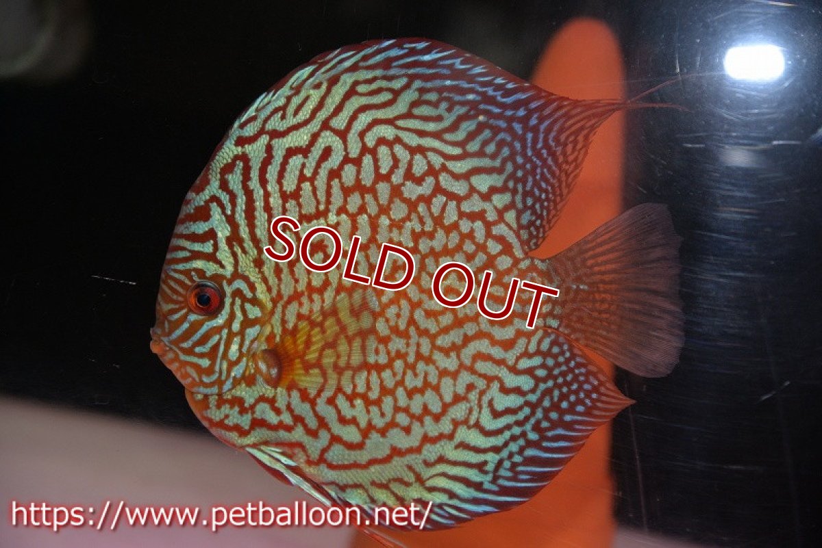 画像2: 【ディスカス】【通販】【産卵孵化経験あり】メイズレッドターコイズ（ハイフォーム）【個体ペア販売】16-17cm（生体）マレーシア　NAディスカスファーム (2)