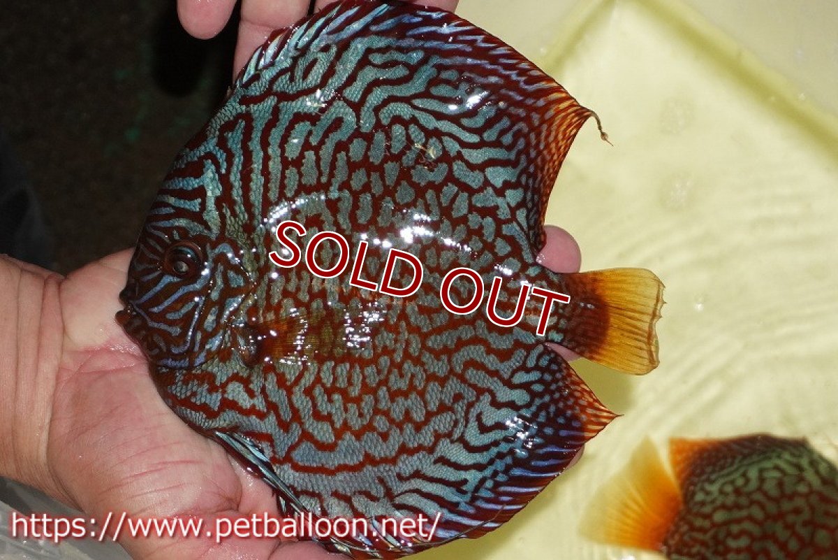 画像3: 【ディスカス】【通販】【産卵孵化経験あり】メイズレッドターコイズ（ハイフォーム）【個体ペア販売】16-17cm（生体）マレーシア　NAディスカスファーム (3)