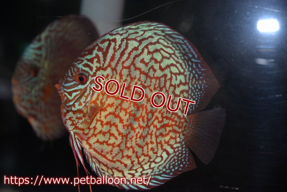 画像5: 【ディスカス】【通販】【産卵孵化経験あり】メイズレッドターコイズ（ハイフォーム）【個体ペア販売】16-17cm（生体）マレーシア　NAディスカスファーム (5)