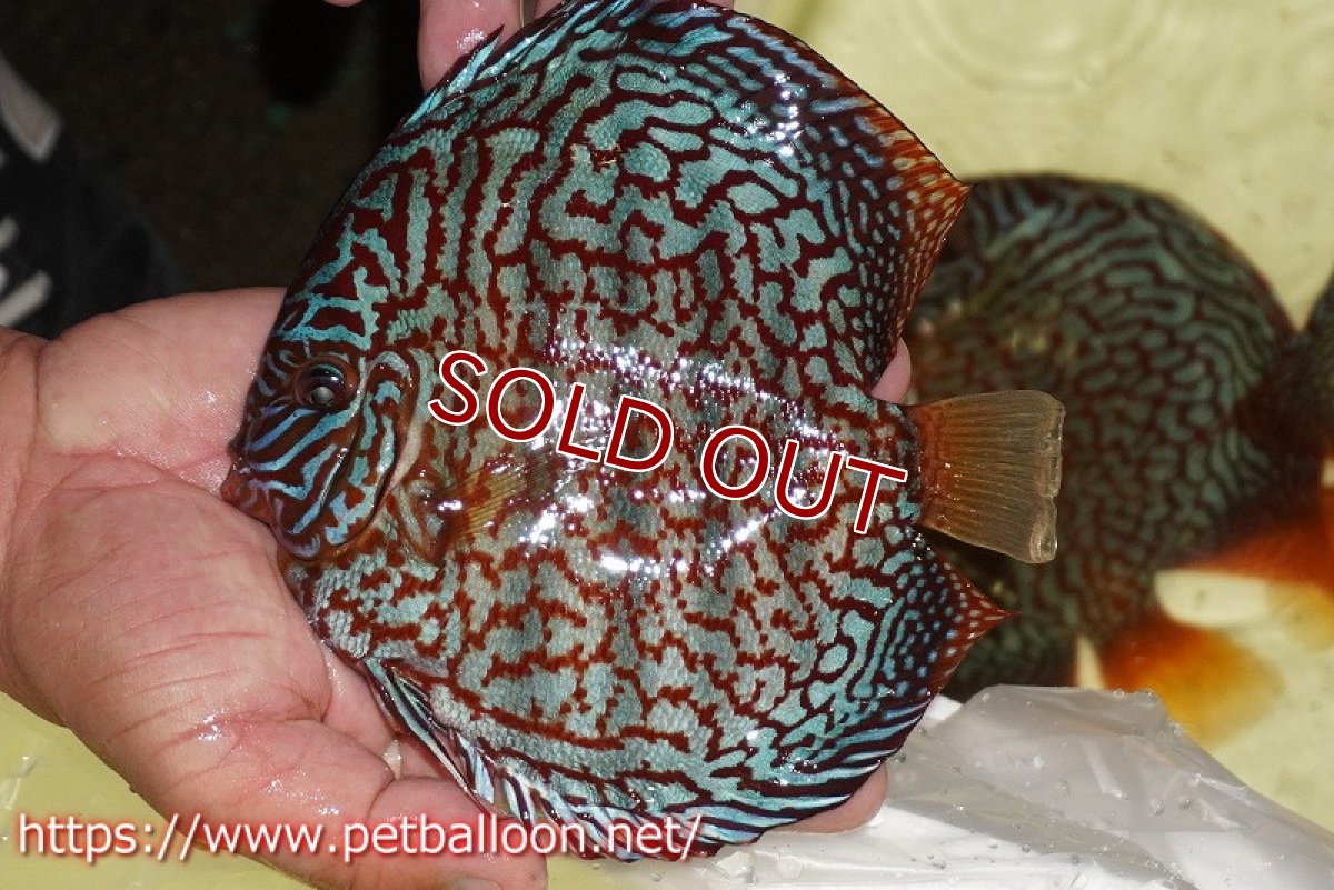 画像6: 【ディスカス】【通販】【産卵孵化経験あり】メイズレッドターコイズ（ハイフォーム）【個体ペア販売】16-17cm（生体）マレーシア　NAディスカスファーム (6)