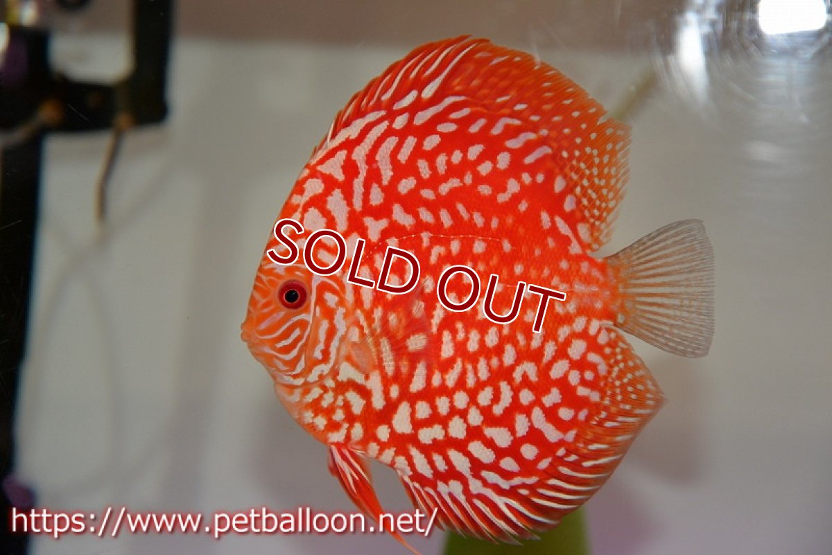 画像2: 【ディスカス】【通販】レッドドラゴンチェッカーボード（ハイフォーム）【個体ペア販売】13cm（生体） (2)