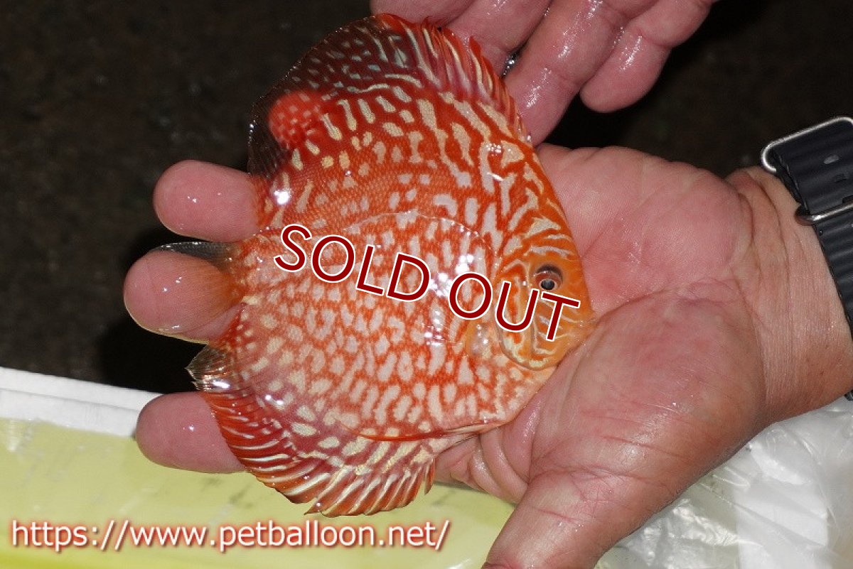 画像4: 【ディスカス】【通販】レッドドラゴンチェッカーボード（ハイフォーム）【個体ペア販売】13cm（生体） (4)