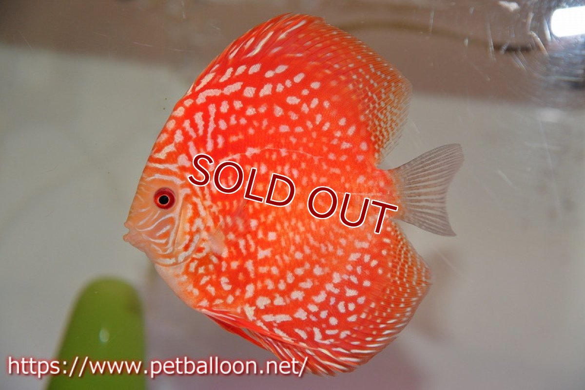 画像5: 【ディスカス】【通販】レッドドラゴンチェッカーボード（ハイフォーム）【個体ペア販売】13cm（生体） (5)